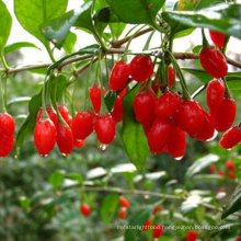 Wholesale Low Price High Survival Rate Red Goji Berry Seedling